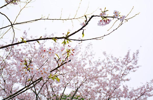 hW(xu)ęѻ